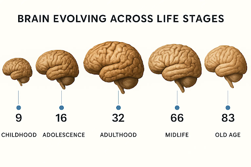 “Timeline illustration showing the human brain’s five developmental phases with key milestones at ages 9, 32, 66, and 83.”