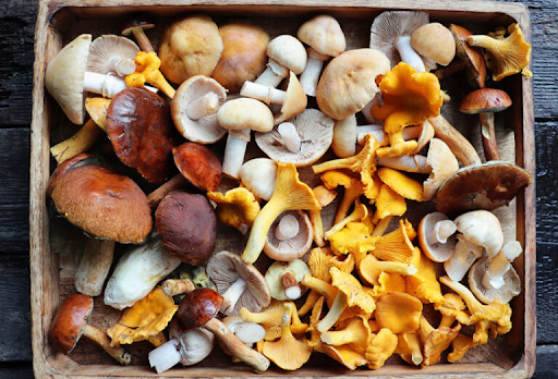 “Close-up of a nutrition expert presenting a variety of mushrooms on a wooden table, illustrating their potential heart and metabolic health benefits.”