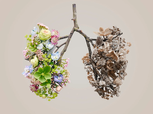 "Artistic illustration of human lungs made from flowers, with one lung vibrant and colorful and the other dried and faded, symbolizing the contrast between healthy and diseased lung tissue."