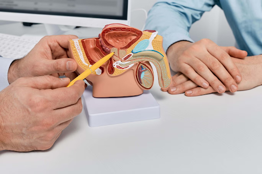 “A healthcare professional uses a yellow pointer to explain a detailed anatomical model of the male reproductive system to a patient during a prostate health consultation.”