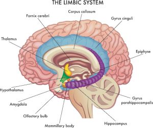 Labeled diagram of the human limbic system showing the hippocampus, amygdala, hypothalamus, thalamus, and related brain structures involved in memory, emotion, and learning.