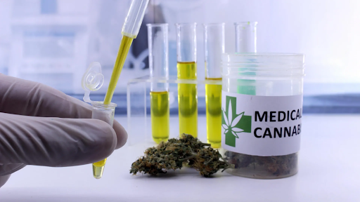 Laboratory testing of medical cannabis oil with a gloved hand using a dropper beside cannabis buds and test tubes during medical cannabis research.