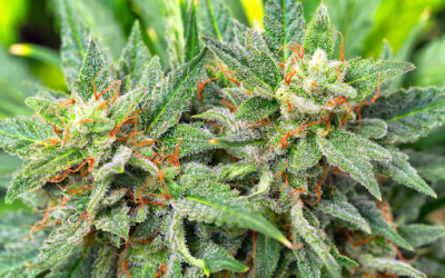 Medical Marijuana’s Pain Relief Claims Face Renewed Scrutiny