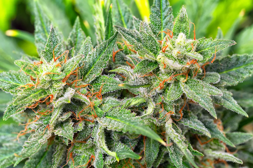 Close-up of cannabis plant buds showing green leaves, orange pistils, and dense trichomes, highlighting marijuana flowers commonly used for medical and recreational purposes.